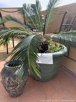 Image showing potted palm frond plant in a large green ceramic pot and a decorative urn-style pot with engraved figures and cactus motifs beside it on an outdoor patio.