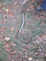 Full view of the heavy steel industrial hook laid on grass and leaves, showing its overall curved shape and mounting hole at one end.