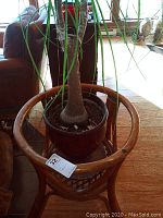 Palm tree in red ceramic planter on wooden planter stand