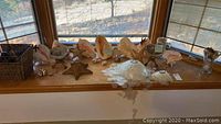 Window ledge display of large natural seashells and starfish on a wooden surface.