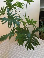 Photo showing large broad leaf live plant with deeply lobed green leaves on a patterned tablecloth under indoor lighting.