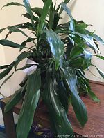 Long leaf living indoor plant showing broad glossy green leaves on and around the plant.