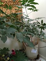 Plant with various sizes of green leaves, healthy condition, visible stems and branches