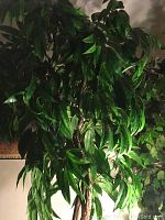 Upper portion of tree showing detailed green silk leaves resembling willow leaves with natural variation in color and shape.