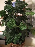 Full view of the large artificial silk monstera plant with broad leaves in wicker basket, showing overall height and fullness.