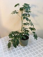 Front view of the living plant showing compound leaves and full foliage in gray pot on a white checkered tablecloth.