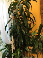Tall leafy green indoor living plant near window, some dried leaf edges, in need of repotting