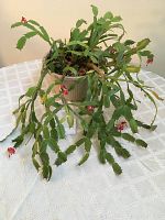 Living Christmas cactus plant with plump green segmented stems and red flowers at the tips, displayed on a white patterned tablecloth.