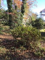 Photo of a large metal trellis outdoors with curved scroll details and pointed top ends, standing among plants.