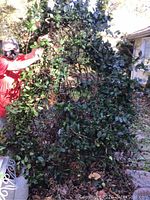 Photo showing metal trellis covered with green and some dry leaves in an outdoor garden setting, held by a person in a red shirt.