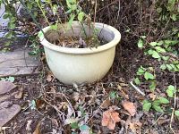 Concrete round pot placed outdoors surrounded by dried leaves and plants