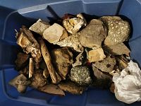 Full view of assorted fossil specimens mixed together in a blue tote, includes various sedimentary rocks and organic fossils.