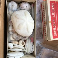Top view of box showing sand dollars, sea urchin shells, and assorted small shells packed in bags.