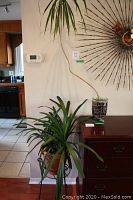 Photo showing two live plants indoors against a wall, one tall with a glass planter, and one shorter in a plastic pot on a black metal stand.