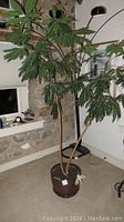 Full view of the tall indoor plant in a ceramic pot, showing the plant's height and multiple stems with large serrated leaves.