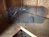 Full view of the rectangular live animal trap cage positioned on a wooden surface inside a shed or enclosed area.