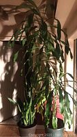 Tall Corn Plant with long green leaves and thick stalk in pot indoors