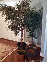 Wide angle photo showing two artificial trees with green leaves and combined braided trunks. The larger tree is in a black planter and the smaller tree in a ceramic planter. Three spare planters, one gold tin, one black ceramic, and one ceramic with soil, are in front on wooden floor.