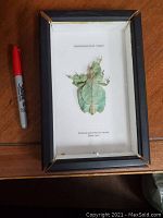 Framed leaf bug specimen label and mounted insect with black frame and slight damage visible on legs.