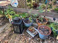 Photo showing multiple outdoor pots in weathered condition, some with plants and some with dry leaves, a black metal lantern, and a black metal plant stand on a wooden deck.