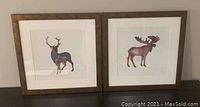 Photo showing two framed wildlife animal prints, a deer and a moose, side by side on a dark surface against a neutral wall.