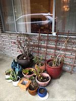 Plants in various planters, two wooden trellises, and two blue plastic watering cans arranged outside on concrete in front of brick wall and window.