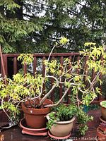 Photo showing tall yellow-green leafy plant in large brown terracotta pot with smaller green plant in beige pot in front.