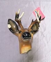 Front angled view of brown and black painted concrete deer head with chips on antlers, ears, and base