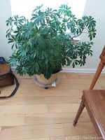 Front view of a large leafy green indoor plant in a white ceramic pot on a wooden floor.