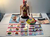 Full view of the human torso model with all educational materials laid out including cards, manuals and calorie dial on a flat surface.
