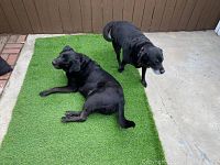 Artificial grass carpet laid out on concrete surface with two black dogs laying on it, showing the carpet's thickness and texture.