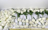 Wide view of various white peony artificial flower stems arranged on a white surface with measuring tape for scale, showing numerous full blossoms and buds with green leaves.