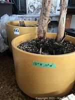 Front view of two yellow planter pots with soil and tree stumps visible