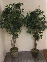 Front view of both faux ficus trees placed side by side against a wall with wood floor