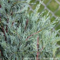 Close-up of the blue-green needle-like foliage on the moonglow juniper tree, showing the dense branches and slight frostiness on the needles.