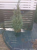 Side view of a live Moonglow juniper tree about 4 feet tall in a black 7-gallon plastic nursery pot placed on black ground cover with a wooden fence background.