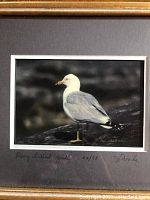 Close-up of the photo showing the ring-billed gull standing on a rock, signed and dated 02/75 by the photographer John Poole.