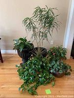 Photo showing five live potted plants grouped on a wooden floor near a beige wall, including Christmas cactus and various leafy plants in different pots.