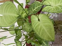 Top view showing healthy green arrowhead-shaped leaves with light green veins.