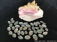 One large 9-inch conch shell displayed with about 36 smaller abalone shells on a black surface.