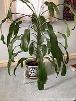 Full view of the live plant with long wavy green leaves in the ceramic planter