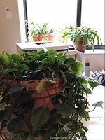 Wide view of Christmas cactus plants on windowsill and green vine plant in front.