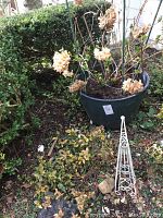 Three cone-shaped planters outdoors among garden vegetation. One planter contains soil and dried hydrangea flowers. A white decorative metal cone-shaped garden ornament is also present.