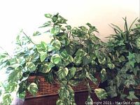 Close-up of artificial Pothos plant in rectangular woven basket showcasing variegated green and white leaves.