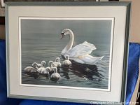 Full view of framed print showing swan and cygnets on water with gray frame and white matting.