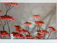 Front view of the large printed canvas with red berries and branches on a blurred background.