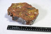 Full view of the agatized fossil wood piece alongside a ruler for size reference, showing 6 inches width and the natural polished surface.