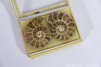 Two small fossil ammonite halves shown in display case with natural spiral segmentation and detailed internal chambers.