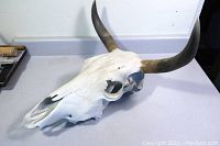 Angled view of white-painted cow skull with both horns visible