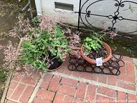 Two potted plants on a brick floor next to a black fence, one flowering and one leafy, with a metal base underneath the terracotta pot.